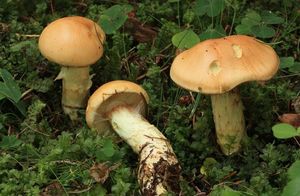 Pavučinec zlatohnědý - Cortinarius percomis Fr. 1838