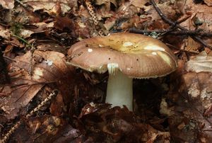 Holubinka celokrajná - Russula integra (L.) Fr. 1938