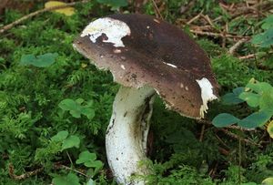 Holubinka celokrajná - Russula integra (L.) Fr. 1938