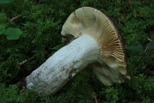 Holubinka celokrajná - Russula integra (L.) Fr. 1938