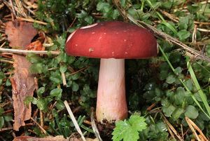 Holubinka révová - Russula xerampelina (Schaeff.) Fr. 1838