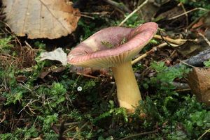 Holubinka olšinná - Russula alnetorum Romagn. 1956