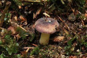 Holubinka olšinná - Russula alnetorum Romagn. 1956