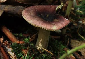 Holubinka olšinná - Russula alnetorum Romagn. 1956