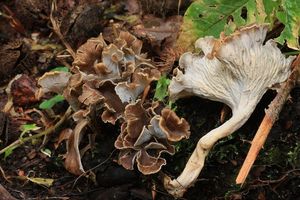 Stroček kadeřavý - Pseudocraterellus undulatus  (Pers.) Rauschert 1987