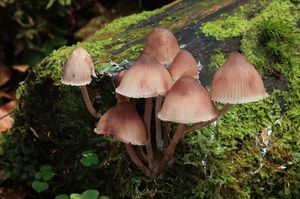 Helmovka krvonohá - Mycena haematopus (Pers.) P. Kumm. 1871