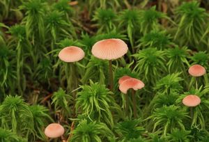 Helmovka růžová - Mycena rosella (Fr.) P. Kumm. 1871