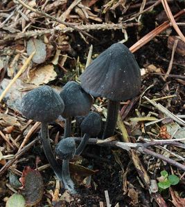 Helmovka bělomléčná - Mycena galopus var. nigra Rea