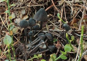 Helmovka bělomléčná - Mycena galopus var. nigra Rea