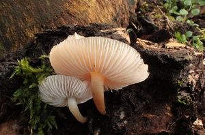 Helmovka tuhonohá - Mycena galericulata (Scop.) Gray 1821