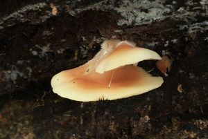 Trepkovitka zploštělá - Crepidotus applanatus (Pers.) P.Kumm.