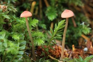 Helmovka růžová - Mycena rosella (Fr.) P. Kumm. 1871