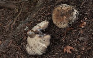 Holubinka palčivolupenná - Russula acrifolia Romagn. 1997