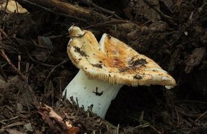 Holubinka skvrnitá - Russula maculata Quél.