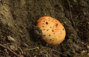 Holubinka skvrnitá - Russula maculata Quél.