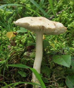 Čirůvka nevonná - Tricholoma inamoenum (Fr.) Gillet