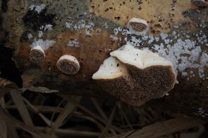 Outkovka vonná - Trametes suaveolens (L.) FR.