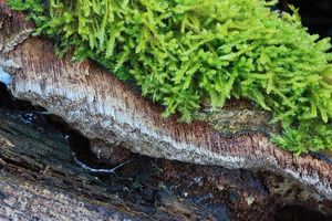 Ohňovec dotýkavý - Phellinus contiguus (Pers.) Pat. 1928