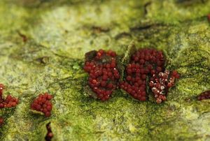 Rážovka houbová - Nectria episphaeria (Tode) Fr.