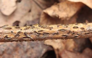 Štěrbinatka dubová - Colpoma quercinum (Pers.) Wallr.