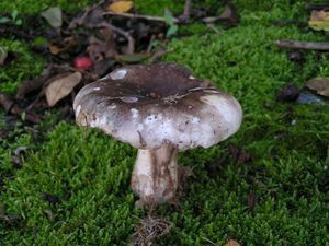 Holubinka černobílá - Russula albonigra (Krombh.) Fr.