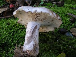 Holubinka černobílá - Russula albonigra (Krombh.) Fr.