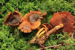 Pavučinec oranžovolupenný - Cortinarius malicorius FR.