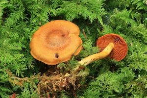 Pavučinec oranžovolupenný - Cortinarius malicorius FR.