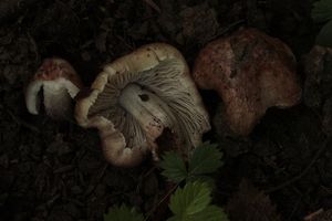 Vláknice jurská - Inocybe adaequata (Britzelm.) Sacc.