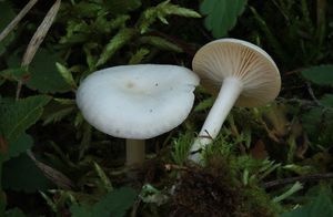 Strmělka bělostná - Leucocybe candicans (Pers.) Vizzini, P. Alvarado, G. Moreno & Consiglio  in Alvarado, Moreno, Vizzini, Consiglio, Manj&#243;n &amp; Setti 2015