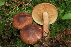 Čirůvka lesklá - Tricholoma pseudonictitans Bon 1983