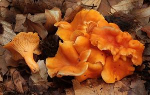 Liška Friesova - Cantharellus friesii  Quél. 1872