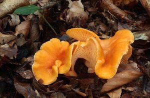 Liška Friesova - Cantharellus friesii  Quél. 1872