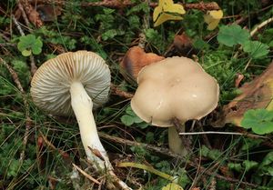 Čirůvka nevonná - Tricholoma inamoenum (Fr.) Gillet