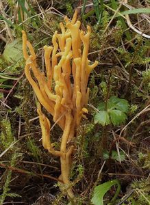 Kyjovečka růžkovitá - Clavulinopsis corniculata (Schaeff.) Conner 1