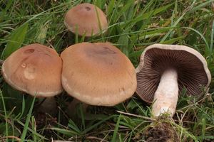 Pavučinec psí - Cortinarius caninus (Fr.) Fr. 1838