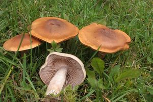 Pavučinec psí - Cortinarius caninus (Fr.) Fr. 1838