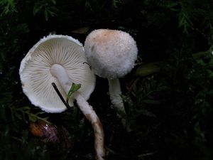 Bedlička Hetierova - Cystolepiota hetieri (Boud.) Singer