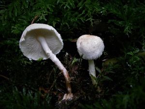 Bedlička Hetierova - Cystolepiota hetieri (Boud.) Singer