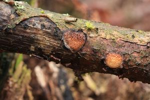 Outkovka polní - Szczepkamyces campestris (Quél.) Zmitr. 2018