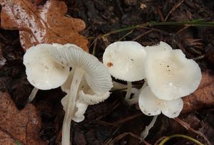 Helmovka sádrová - Hemimycena cucullata (Pers.) Singer 1961