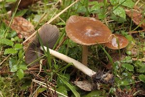 Křehutka hnědošedá f. jarní - Psathyrella spadiceogrisea f. vernalis