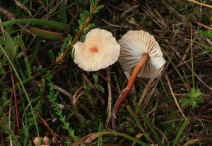 Špička česneková - Marasmius scorodonius