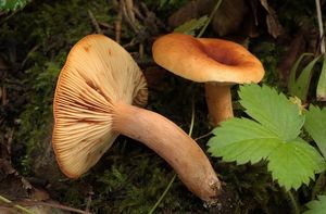 Ryzec žlutohnědý - Lactarius fulvissimus Romagn.