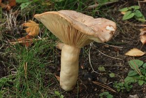 Ryzec bledý - Lactarius pallidus Pers.