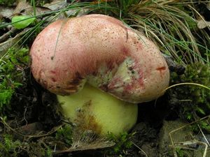 Hřib královský - Butyriboletus regius  (Krombh.) D. Arora & J.L. Frank 2014