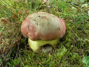 Hřib královský - Butyriboletus regius  (Krombh.) D. Arora & J.L. Frank 2014