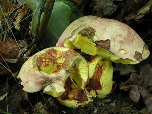 Hřib královský - Butyriboletus regius  (Krombh.) D. Arora & J.L. Frank 2014