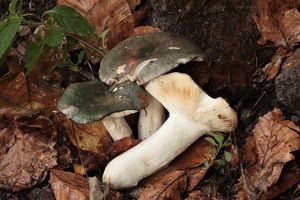 Holubinka podmračná - Russula parazurea Jul. Schäff. 1931