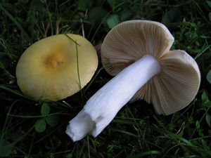 Holubinka měnlivá - Russula risigallina (Batch) Sacc. 1915